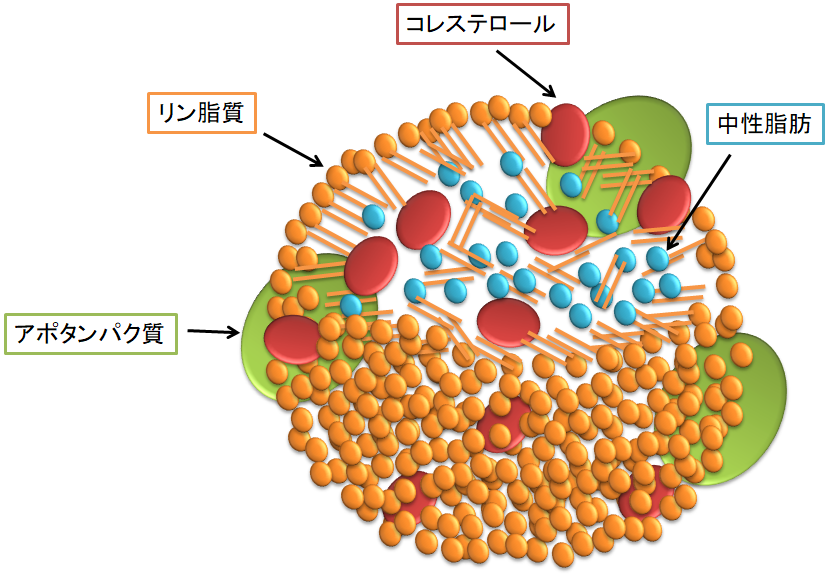 リポ 蛋白 と は